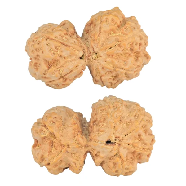 6 Mk Gaurishankar 32.6mm 6.64gm - Rudraksha