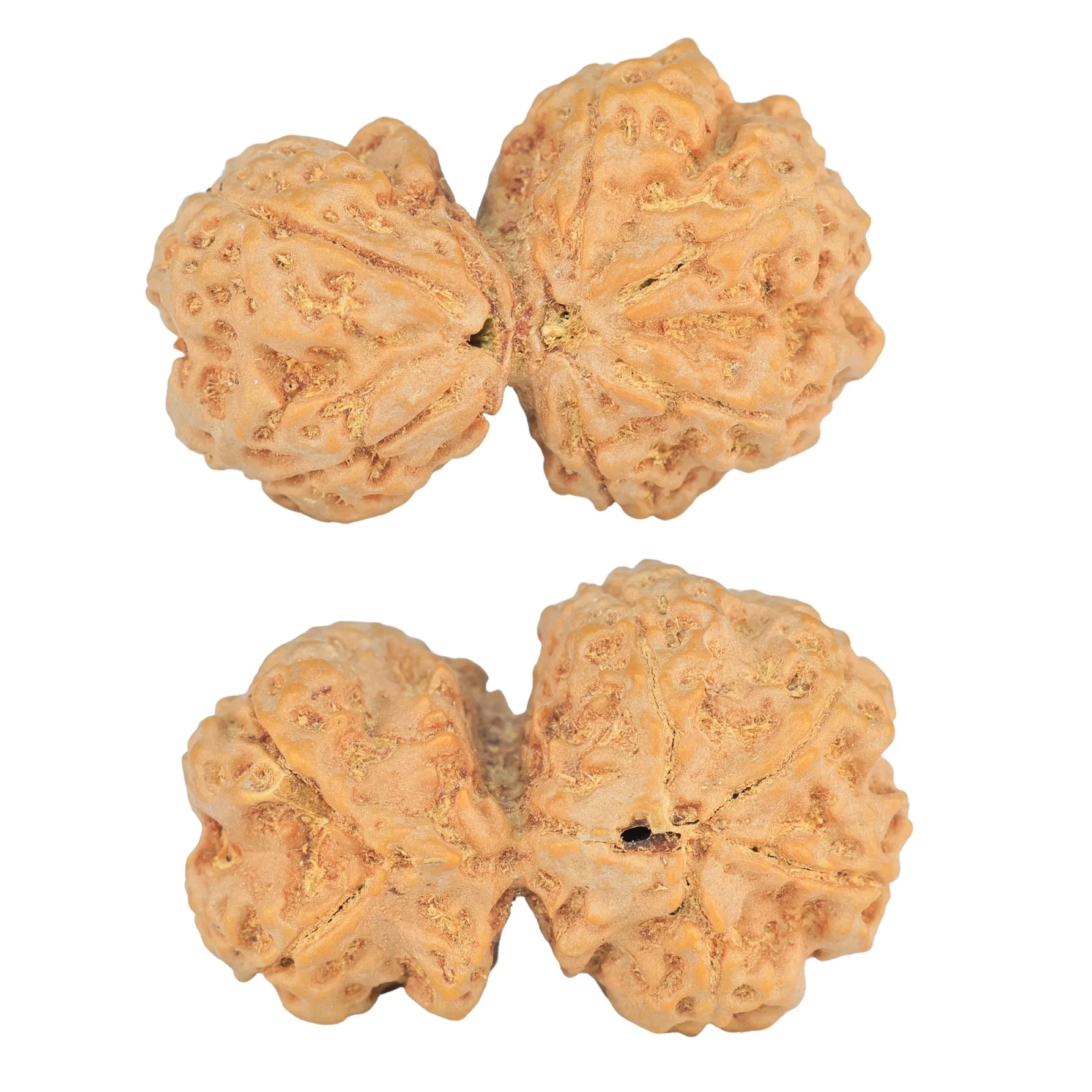 6 Mk Gaurishankar 32.6mm 6.64gm - Rudraksha