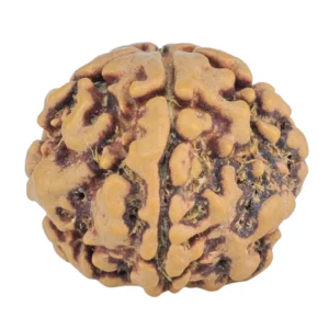 1MK(Underdeveloped) 19.1mm 2.36gm - Rudraksha