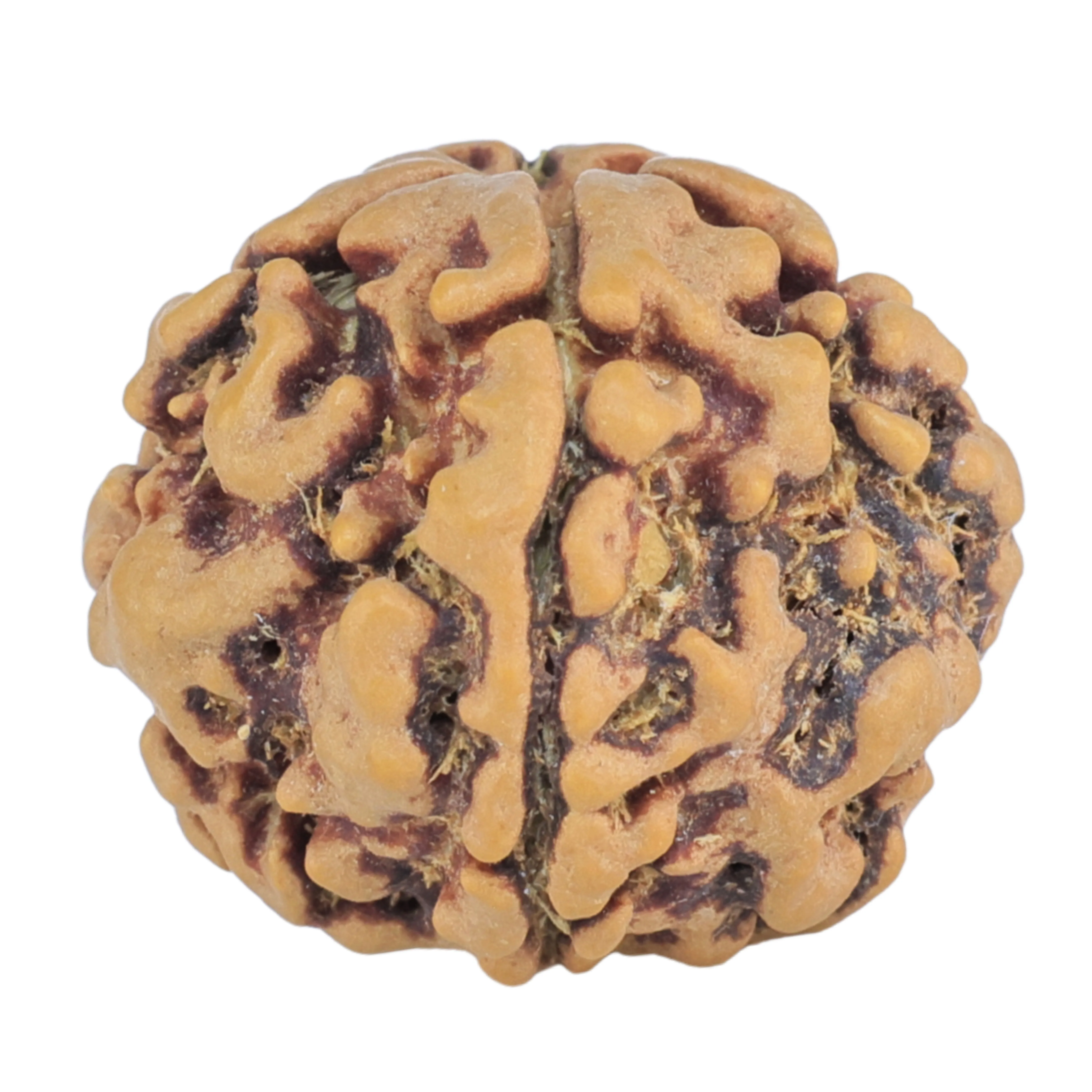1MK(Underdeveloped) 19.1mm 2.36gm - Rudraksha
