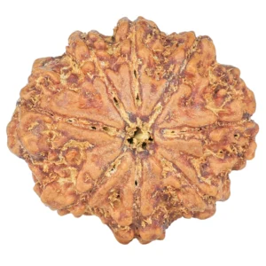 8 Mukhi Rudraksha 27.2mm 5.28gm - Rudraksha