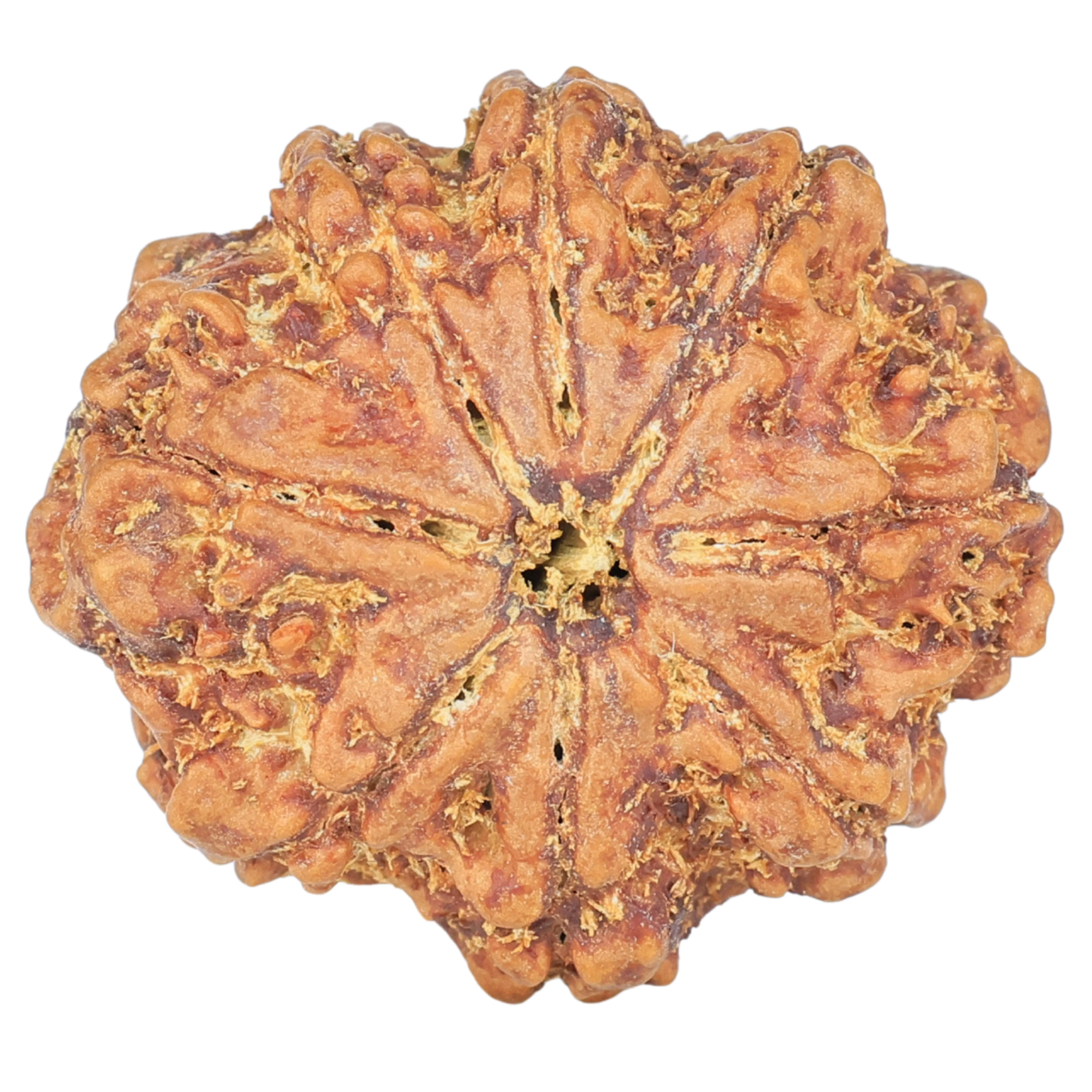 8 Mukhi Rudraksha 27.2mm 5.28gm - Rudraksha