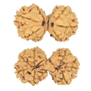 7 MK Gaurishankar 29.7mm 3.43gm - Rudraksha