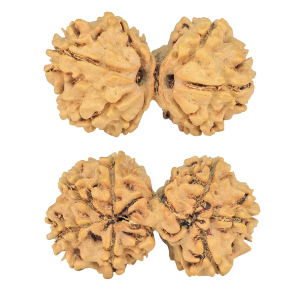 7 MK Gaurishankar 29.7mm 3.43gm - Rudraksha