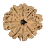 8 Mukhi Rudraksha 28mm 5gm - Rudraksha
