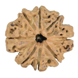 8 Mukhi Rudraksha 28mm 5gm - Rudraksha