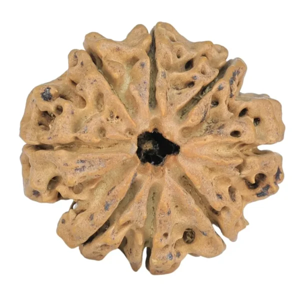 8 Mukhi Rudraksha 28mm 5gm - Rudraksha