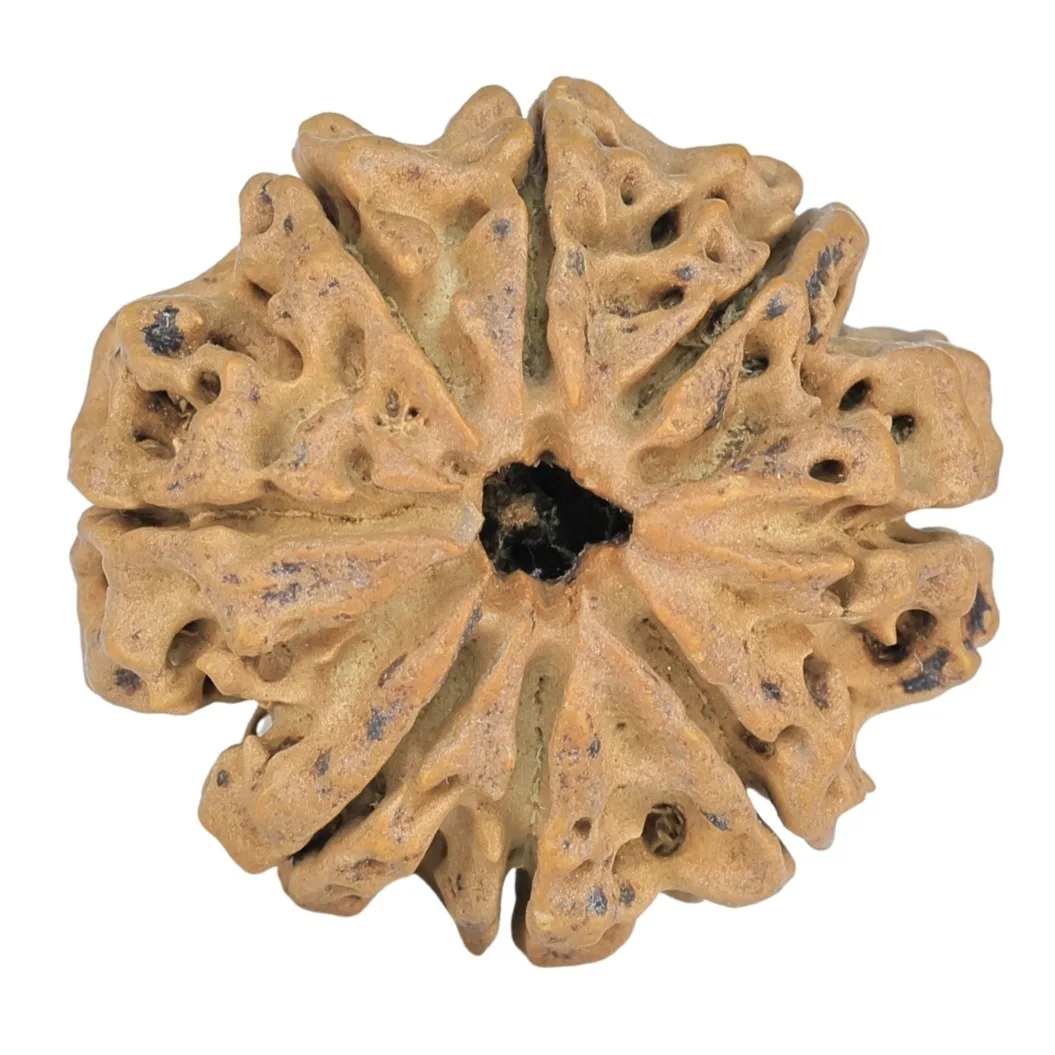 8 Mukhi Rudraksha 28mm 5gm - Rudraksha