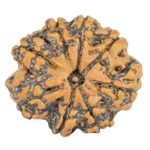 8 Mukhi Rudraksha 26.6mm 4.49gm - Rudraksha