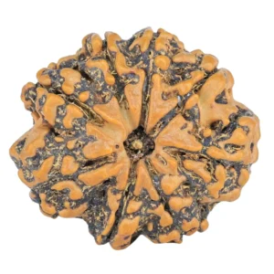 8 Mukhi Rudraksha 26.6mm 4.49gm - Rudraksha