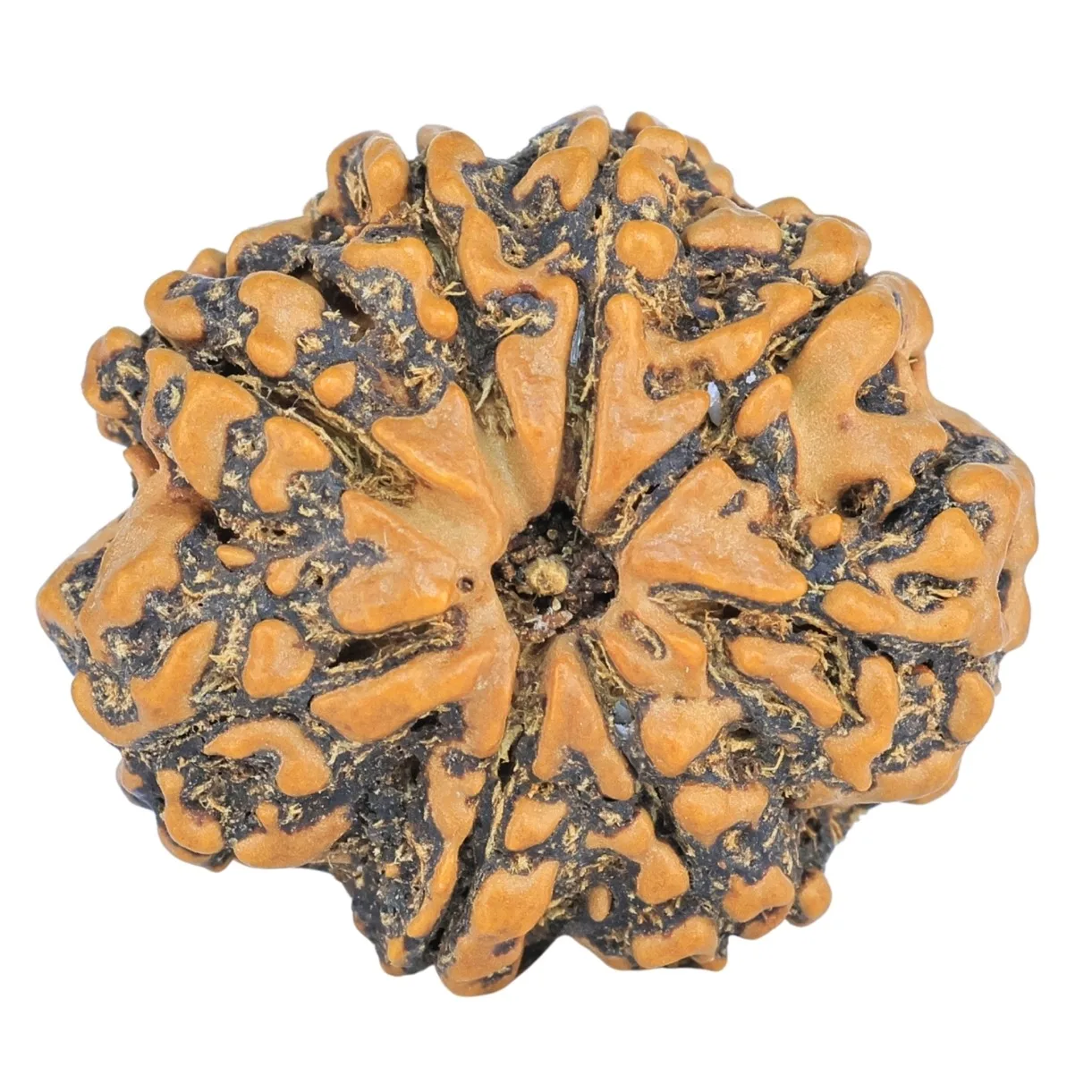 8 Mukhi Rudraksha 26.6mm 4.49gm - Rudraksha