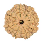 8 Mukhi Rudraksha 20.6mm 2.56gm - Rudraksha