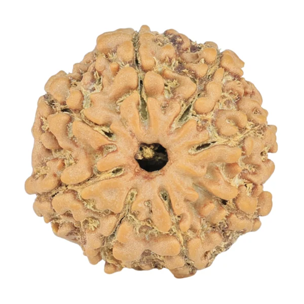 8 Mukhi Rudraksha 20.6mm 2.56gm - Rudraksha
