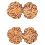 10 Mk Gaurishankar 39.8mm 8.32gm - Rudraksha