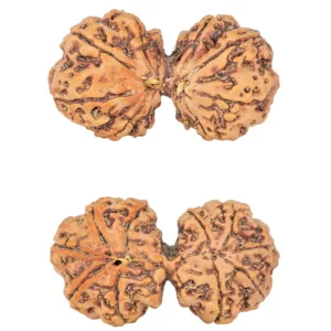 10 Mk Gaurishankar 39.8mm 8.32gm - Rudraksha
