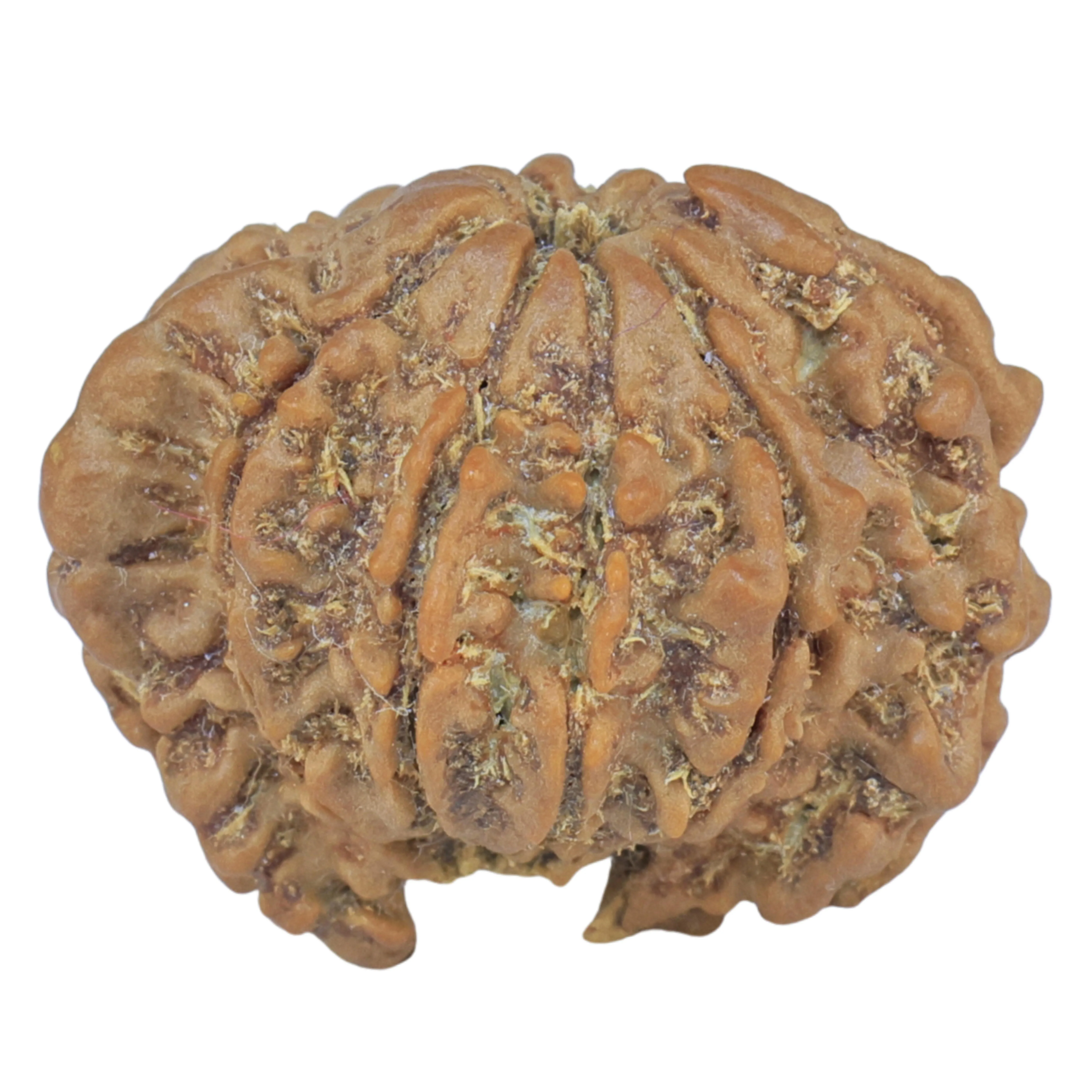 Sawar/Ganesh (9+1) 22mm 2.66gm - Rudraksha