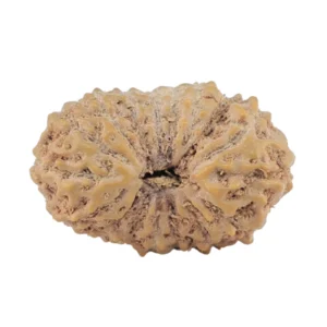 17 Mukhi Rudraksha 18.4mm 1.2gm - Rudraksha