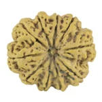 10 Mukhi Rudraksha 33.9mm 7.92gm - Rudraksha
