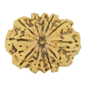 12 Mukhi Rudraksha 35mm 5.49gm - Rudraksha
