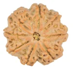 8 Mukhi Rudraksha 26.7mm 5.9gm - Rudraksha