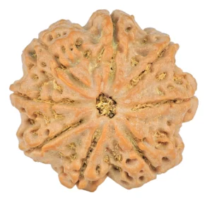 8 Mukhi Rudraksha 26.7mm 5.9gm - Rudraksha