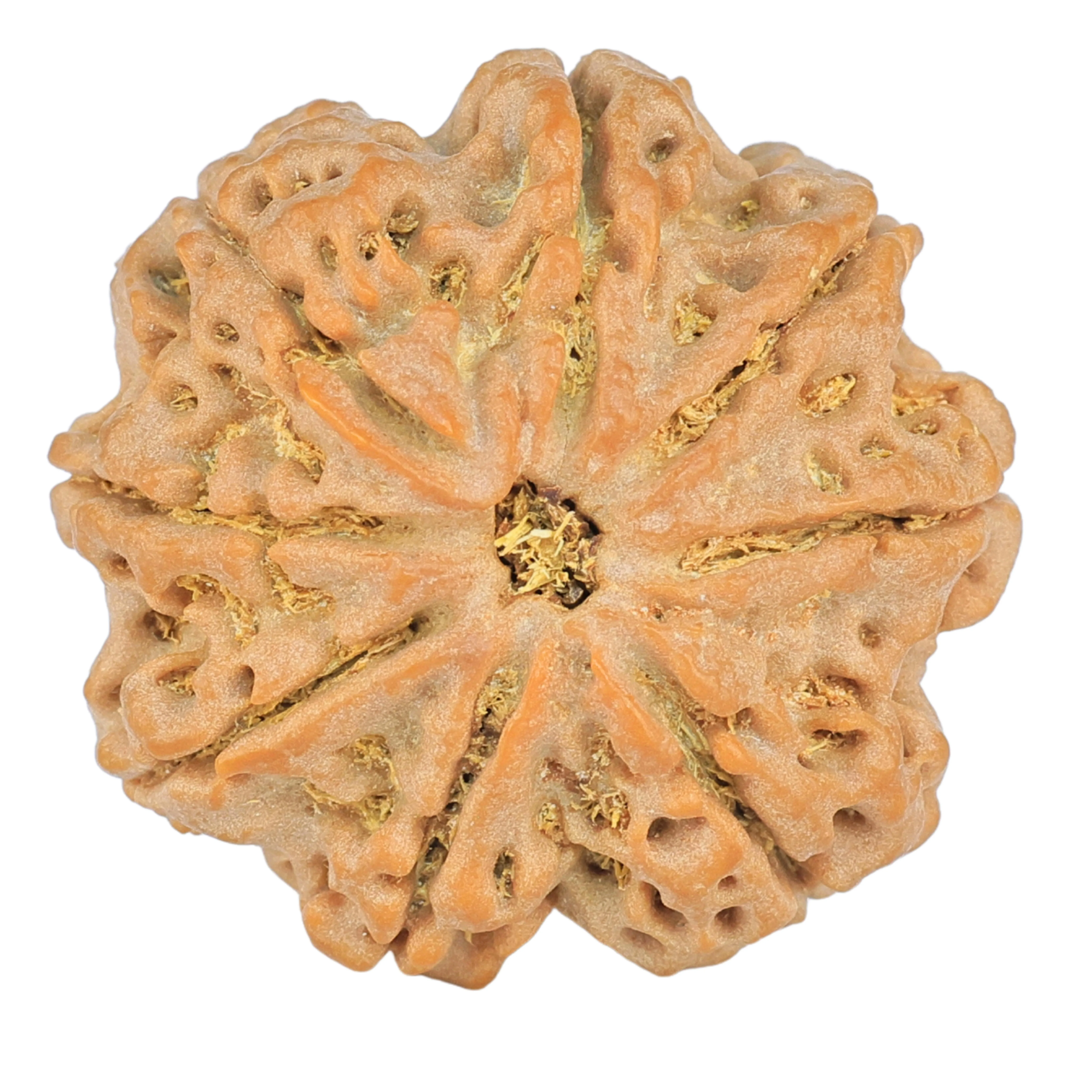 8 Mukhi Rudraksha 26.7mm 5.9gm - Rudraksha