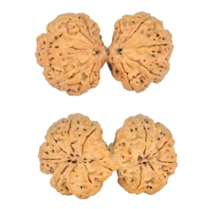 12 MK Gaurishankar 41.1mm 7.82gm - Rudraksha