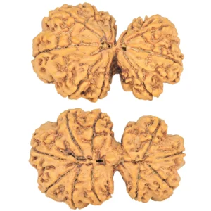 10 Mk Gaurishankar 38.9mm 8.21gm - Rudraksha