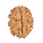 1 Mukhi Rudraksha 21mm 2.19gm - Rudraksha