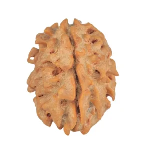 1 Mukhi Rudraksha 21mm 2.19gm - Rudraksha