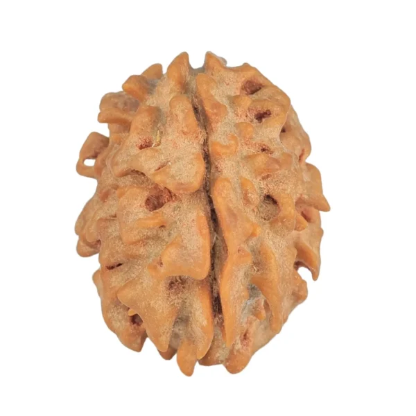 1 Mukhi Rudraksha 21mm 2.19gm - Rudraksha