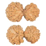 10 Mukhi G.S & Ganesh 31.8mm 4.47gm - Rudraksha