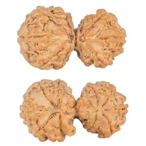 10 Mukhi G.S & Ganesh 31.8mm 4.47gm - Rudraksha