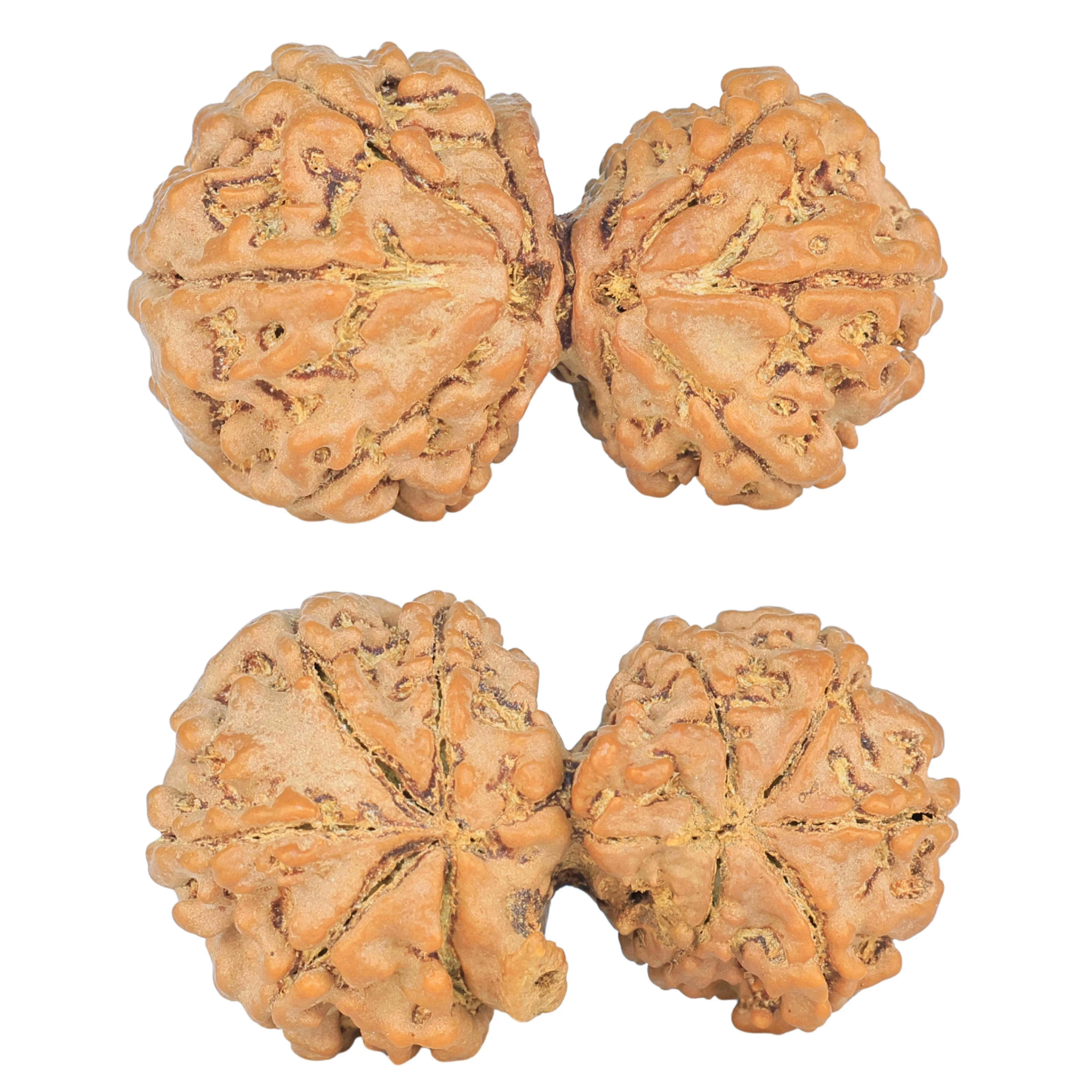 10 Mukhi G.S & Ganesh 31.8mm 4.47gm - Rudraksha