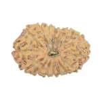 16 Mukhi Rudraksha 18.8mm 1.24gm - Rudraksha