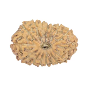 16 Mukhi Rudraksha 18.8mm 1.24gm - Rudraksha
