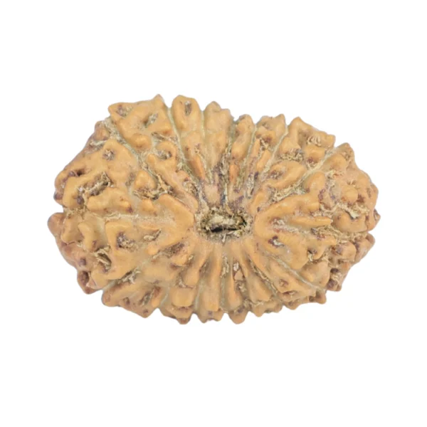 16 Mukhi Rudraksha 18.8mm 1.24gm - Rudraksha