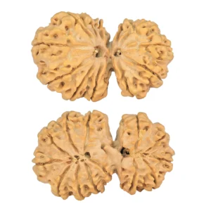 13 MK Gaurishankar 35.9mm 6.11gm - Rudraksha