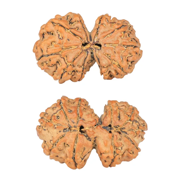 11 MK Gaurishankar 35.2mm 7gm - Rudraksha