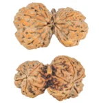11 Mukhi G.S & Ganesh 33.8mm 5.98gm - Rudraksha