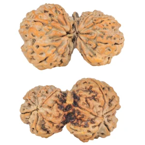 11 Mukhi G.S & Ganesh 33.8mm 5.98gm - Rudraksha