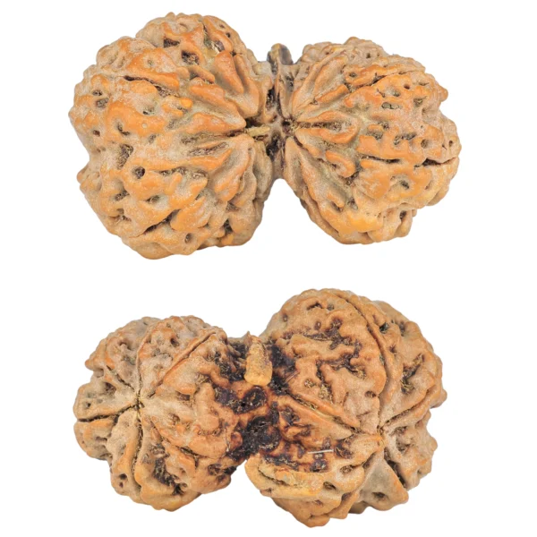 11 Mukhi G.S & Ganesh 33.8mm 5.98gm - Rudraksha