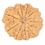9 Mukhi Rudraksha 29.8mm 7.54gm - Rudraksha