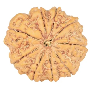 9 Mukhi Rudraksha 29.8mm 7.54gm - Rudraksha