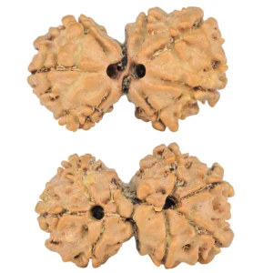 7 MK Gaurishankar 22.8mm 2.02gm - Rudraksha