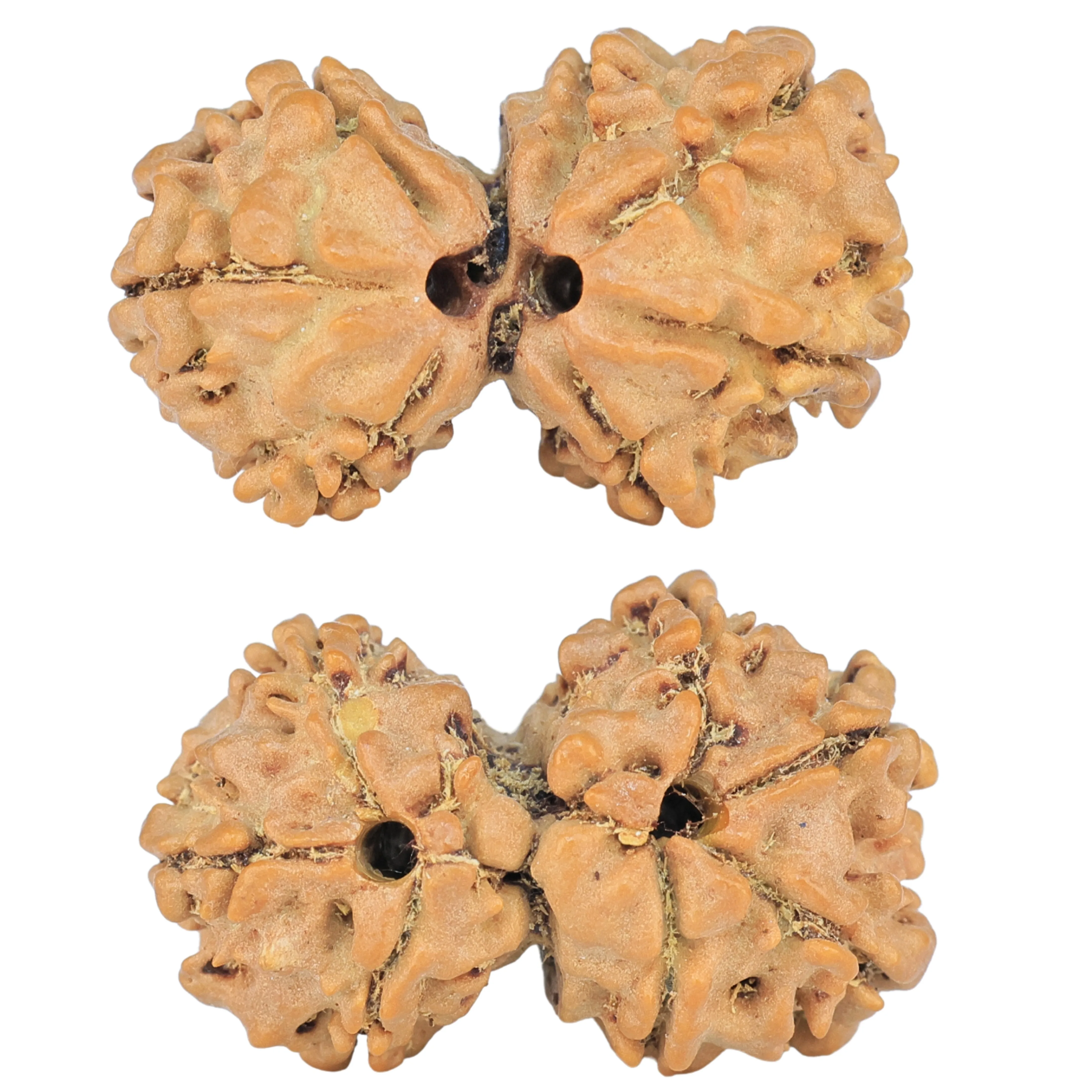 7 MK Gaurishankar 22.8mm 2.02gm - Rudraksha