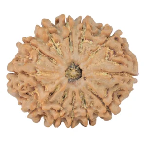 12 Mukhi Rudraksha 30mm 6.68gm - Rudraksha