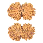 12 MK Gaurishankar 35.6mm 6.18gm - Rudraksha