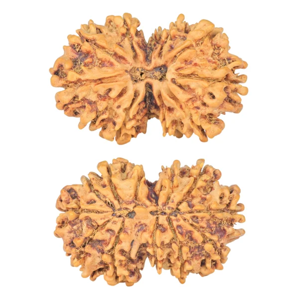12 MK Gaurishankar 35.6mm 6.18gm - Rudraksha