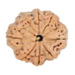 8 Mukhi Rudraksha 28.8mm 6.36gm - Rudraksha